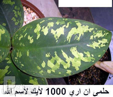 لا اله الا الله محمد رسول الله صلي الله عليه وسلم