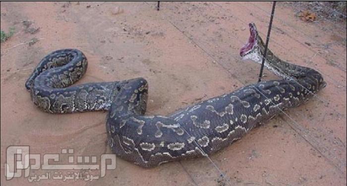 ثعبان على طريق الرياض القصيم ...