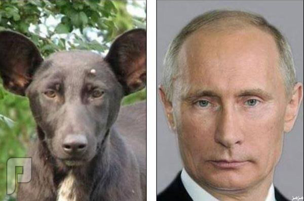 صورة لإهانة الرئيس الروسي تشبّهه بكلب في النظرة الفولاذية طبعا يكرم الكلب