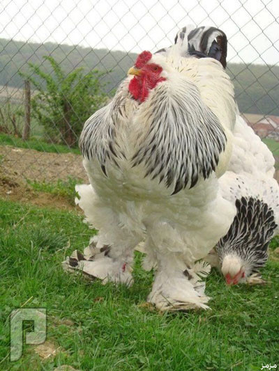 بيع دجاجة بـ 7500 ريال في أول مزاد من نوعه بالرياض