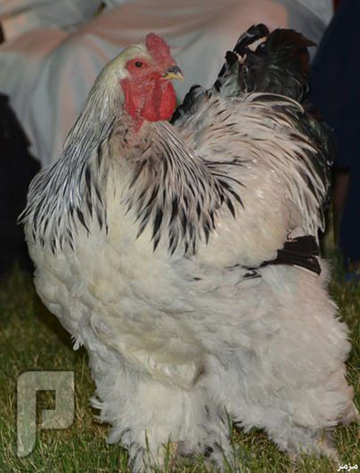 بيع دجاجة بـ 7500 ريال في أول مزاد من نوعه بالرياض