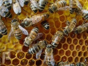 تفسير من سورة النحل