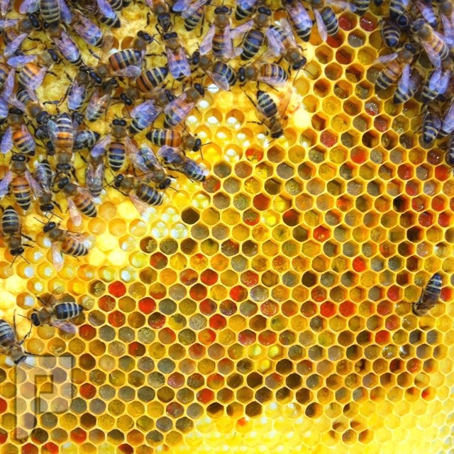 سؤال وجواب عن النحل