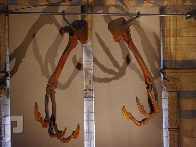 الديناصور الذي كان "يشفط" فريسته كالمكنسة الكهربائية