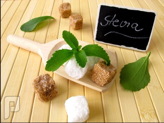 نبات ستيفيا أحد هدايا الطبيعية بديل السكر الطبيعي بفوائد رائعة