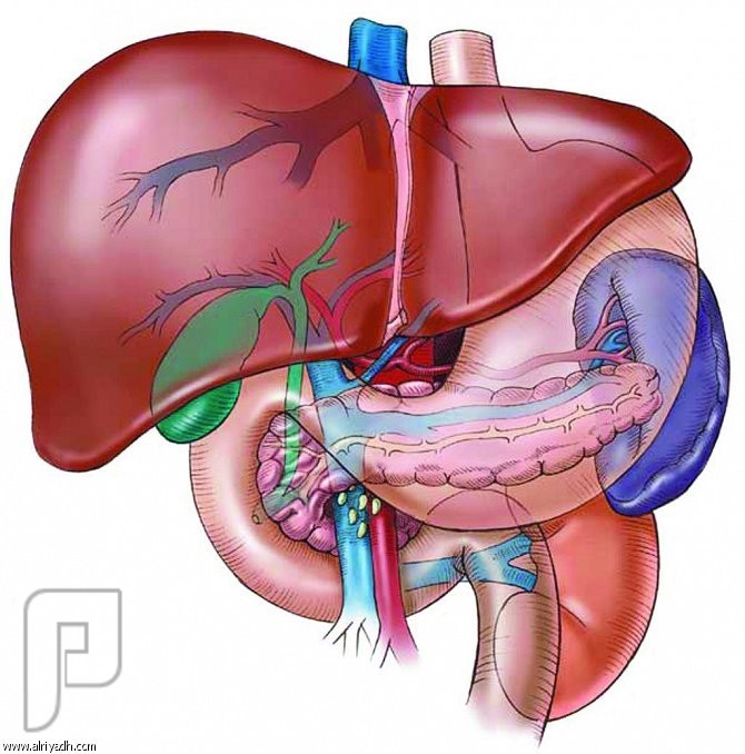 الزرنيخ.. يُتلف أوعية الكبد! الزرنيخ قد يتلف الاوعية الداخلية في الكبد