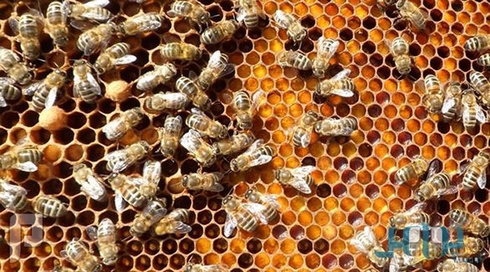 5 فوائد جديدة لعسل النحل