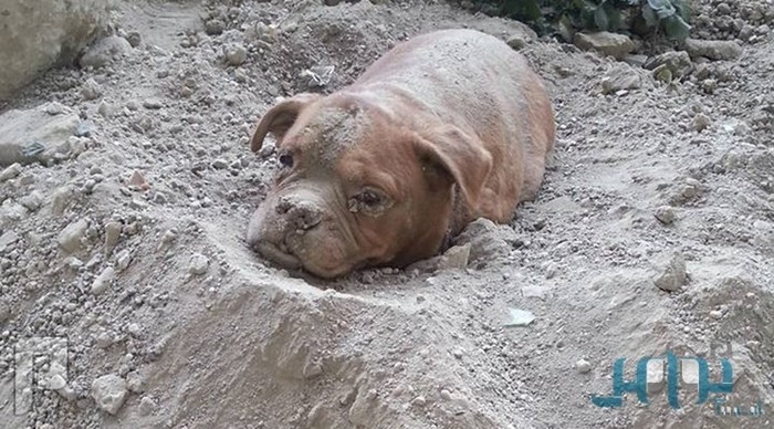 فرنسي يثير الرأي العام.. دفن كلبه حيًّا ومنعه من الهرب (صور)