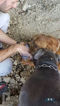 فرنسي يثير الرأي العام.. دفن كلبه حيًّا ومنعه من الهرب (صور)