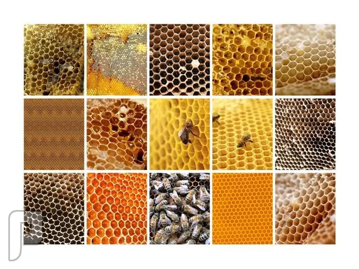 مختصون تفشي ظاهرة الغش بالعسل