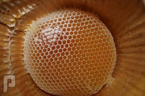 حقائق خاطئه عن التأكد من جودة العسل