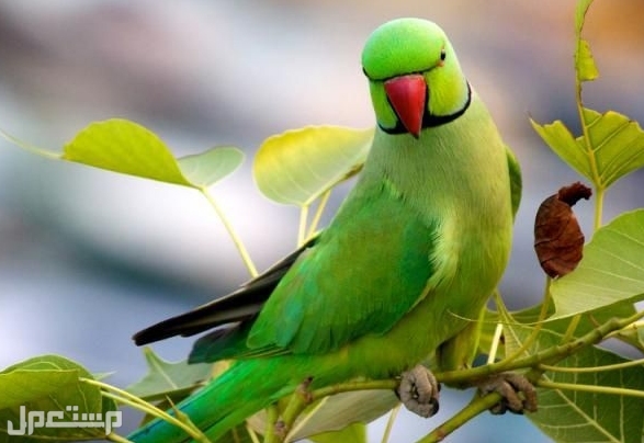اليك 8 من أفضل و أذكى سلالات الببغاء التي يمكنك تربيتها في المنزل الببغاء الهندي Ringneck
