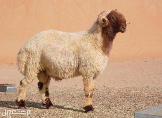 اليك كل ما تريد معرفته عن خروف النعيمي:  أصله، مميزاته، حجمه و المزيد... في مصر خروف النعيمي