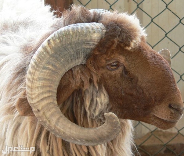 اليك كل ما تريد معرفته عن خروف النعيمي:  أصله، مميزاته، حجمه و المزيد... خروف النعيمي