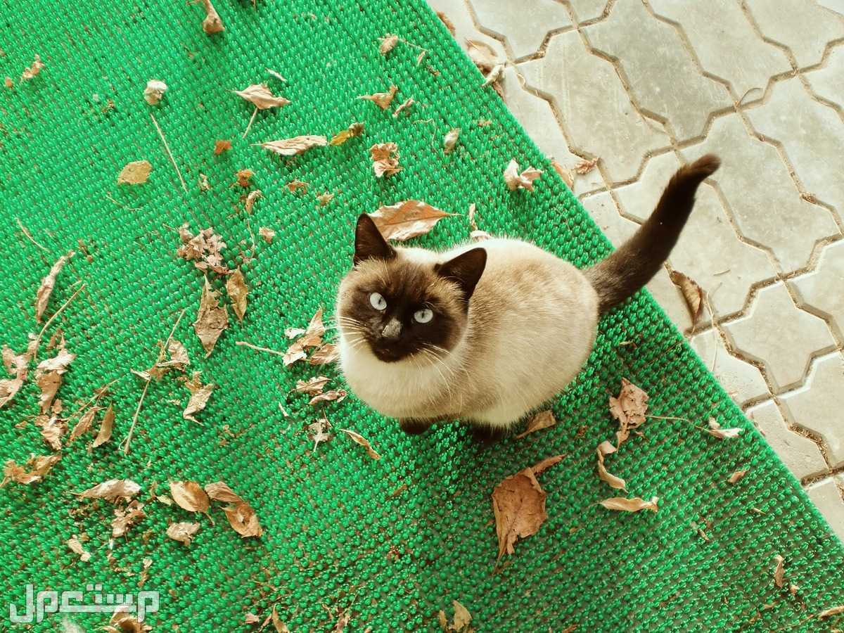 تعرف معنا على أفضل 10 سلالات القطط المنزلية لأطفالك قط السيامي