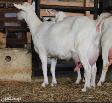 سلالات ماعز الألبان: أفضل 7 سلالات لإنتاج الحليب في الأردن ماعز السانين