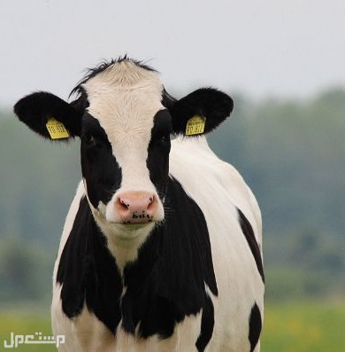 تعرف معنا على أفضل 6 سلالات من أبقار الألبان الأكثر شهرة في العالم بقرة هولشتاين فريزيان