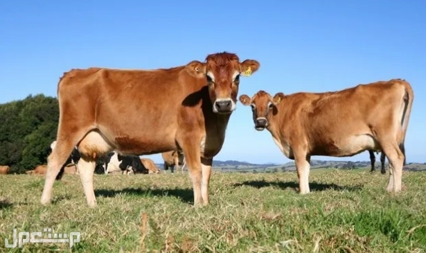 تعرف معنا على أفضل 6 سلالات من أبقار الألبان الأكثر شهرة في العالم بقرة جيرسي