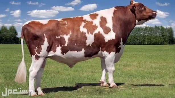 تعرف معنا على أفضل 6 سلالات من أبقار الألبان الأكثر شهرة في العالم بقر الاير شاير: