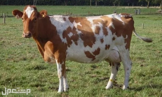 تعرف معنا على أفضل 6 سلالات من أبقار الألبان الأكثر شهرة في العالم غيرنزي