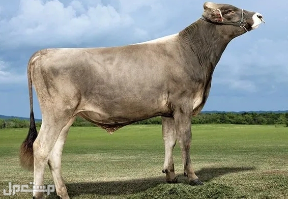 تعرف معنا على أفضل 6 سلالات من أبقار الألبان الأكثر شهرة في العالم في المغرب براون سويس