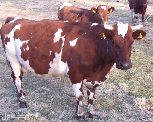 تعرف معنا على أفضل 6 سلالات من أبقار الألبان الأكثر شهرة في العالم البقرة النرويجية الحمراء