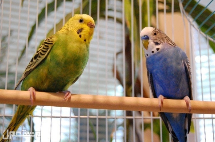 رعاية الببغاء: كل ما تحتاج إلى معرفته للحفاظ على طيورك سعيدة و صحية
