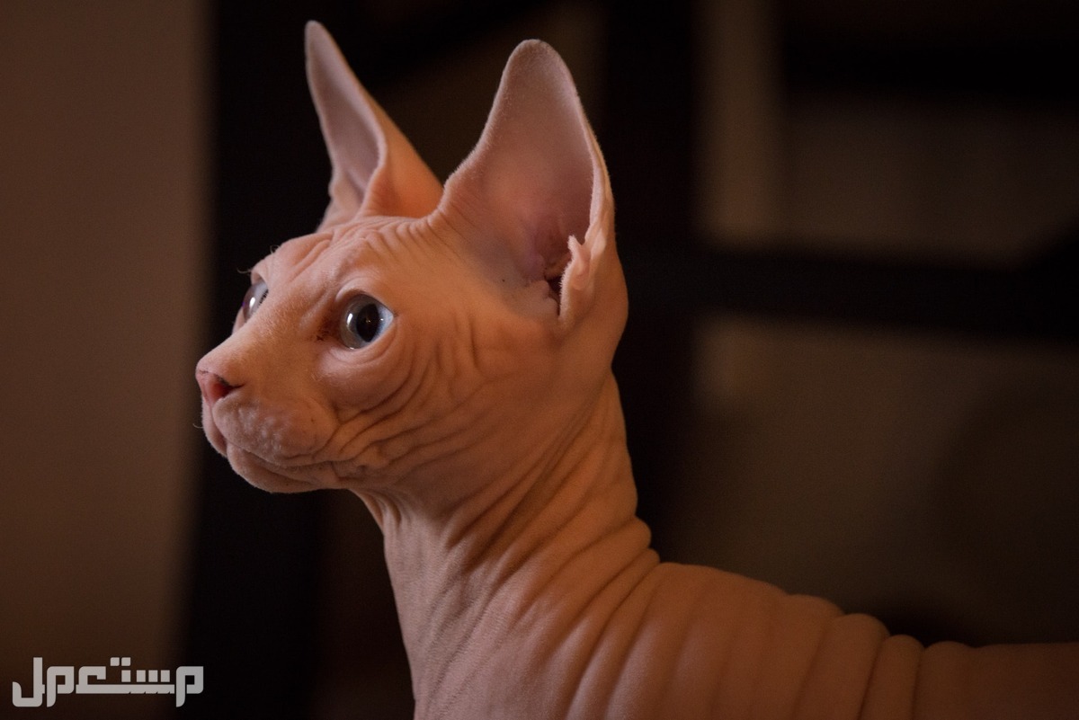 تعرف على أفضل 5 سلالات القطط للحساسية Sphynx (قط فرعوني)
