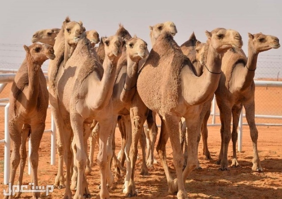تعرف على اجابات الأسئلة الأكثر شيوعا حول الإبل كسرعتهاو ماذا يوجد في سنامها الإبل