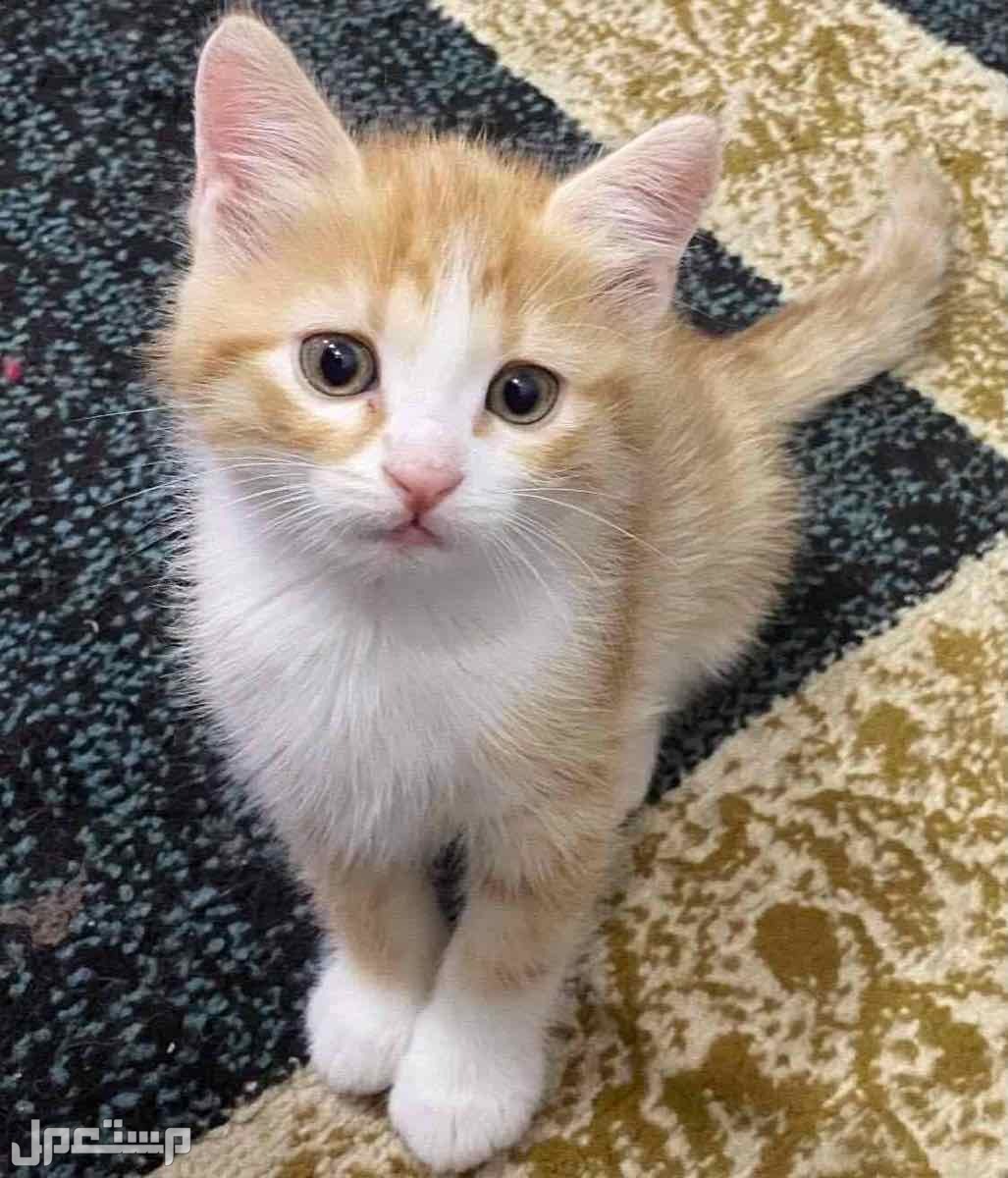 قطط شيرازي امريكي فيس مون