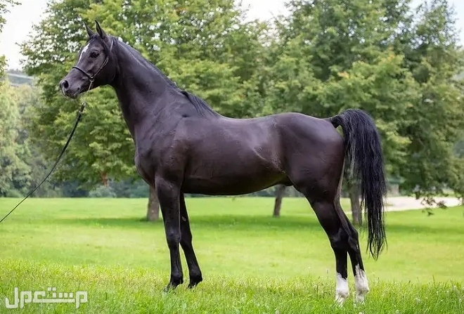 أكثر 7 سلالات خيول شيوعًا في عام 2022 في الإمارات العربية المتحدة الحصان العربي