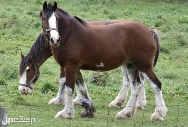 أكثر 7 سلالات خيول شيوعًا في عام 2022 خيل كلايدزديل