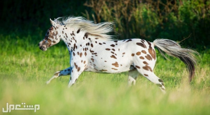 أكثر 7 سلالات خيول شيوعًا في عام 2022 سلالة الأبالوزا “Appaloosa”