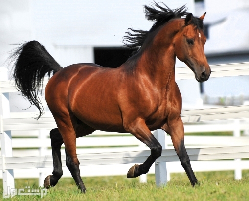 أكثر 7 سلالات خيول شيوعًا في عام 2022 في الإمارات العربية المتحدة خيل مورغان