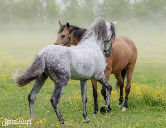 أكثر 7 سلالات خيول شيوعًا في عام 2022 في اليَمَن الحصان الأندلسي