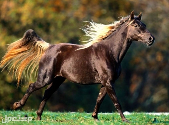 أكثر 7 سلالات خيول شيوعًا في عام 2022 خيل كوارتر الأمريكي”Quarter Horse”