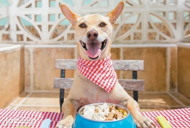 أفضل 3 مصادر بروتين للكلاب: كل ما تحتاج لمعرفته! كلب سعيد مع وعاء من الطعام.