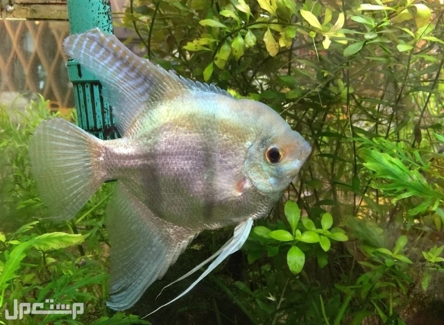 تعرف على 7 انواع من سمكة الملاك  قبل الإقدام على شراءها(بالصور) ◉ ألبينو Angelfish