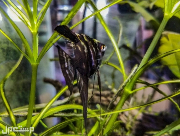 تعرف على 7 انواع من سمكة الملاك  قبل الإقدام على شراءها(بالصور) ◉ الدانتيل الاسود Angelfish