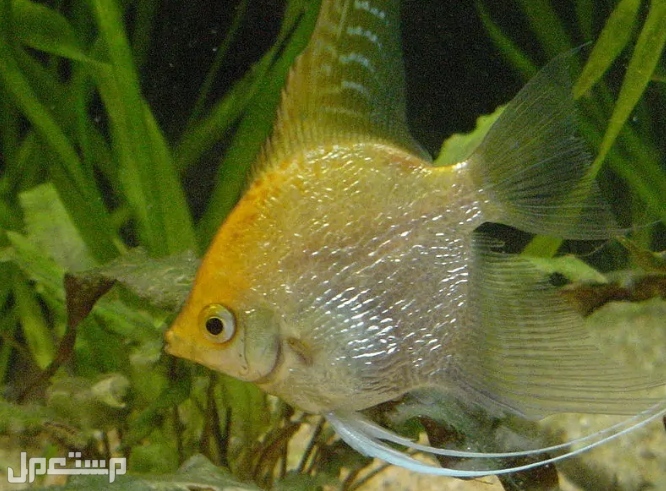 تعرف على 7 انواع من سمكة الملاك  قبل الإقدام على شراءها(بالصور) في الإمارات العربية المتحدة ◉ Angelfish الذهبية