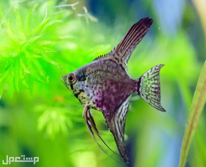 تعرف على 7 انواع من سمكة الملاك  قبل الإقدام على شراءها(بالصور) في البحرين ◉ليوبارد Angelfish