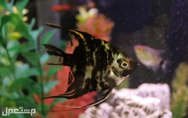 تعرف على 7 انواع من سمكة الملاك  قبل الإقدام على شراءها(بالصور) ◉Angelfish الرخامية