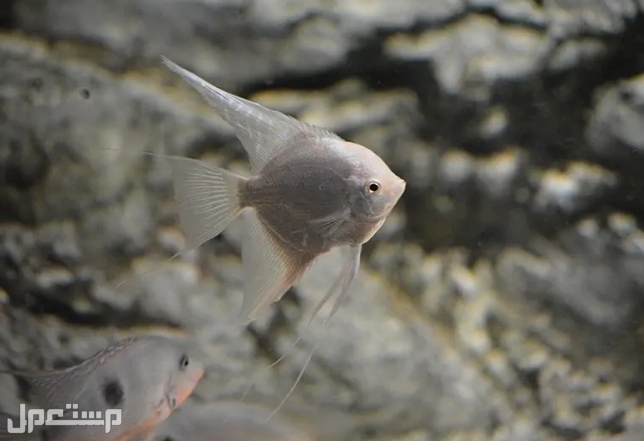 تعرف على 7 انواع من سمكة الملاك  قبل الإقدام على شراءها(بالصور) في جيبوتي ◉سمكة الملاك البلاتينية