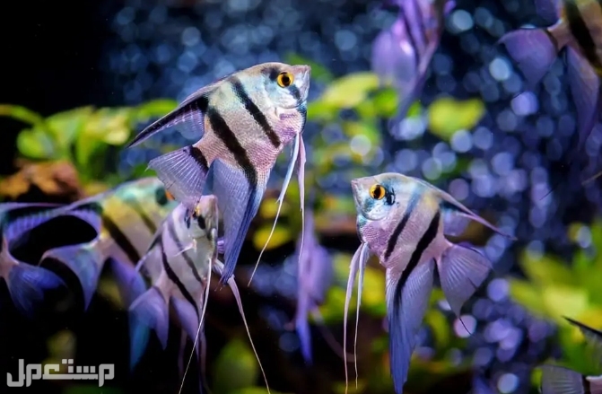 تعرف على 7 انواع من سمكة الملاك  قبل الإقدام على شراءها(بالصور) ◉زيبرا Angelfish