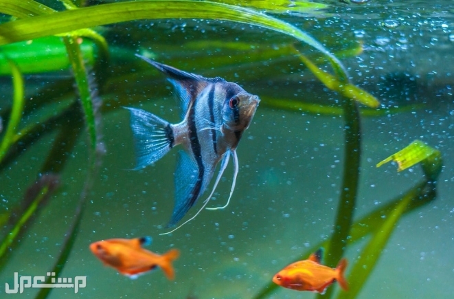 تعرف على 7 انواع من سمكة الملاك  قبل الإقدام على شراءها(بالصور) في الإمارات العربية المتحدة سمكة الملاك