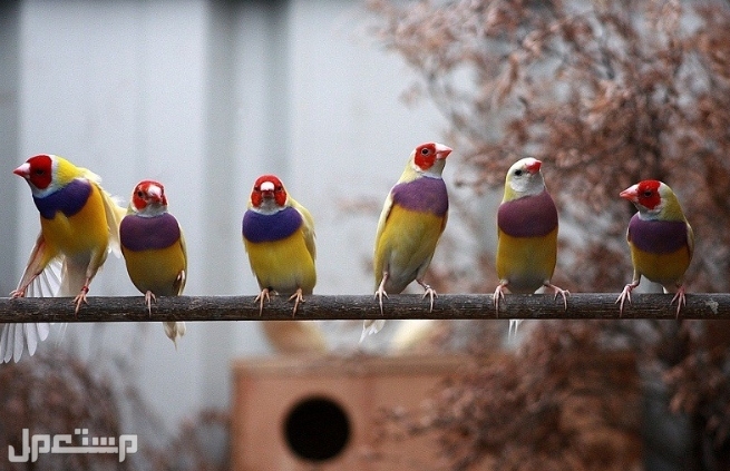 أفضل 6  أنواع الطيور  الأكثر هدوءًا للتربية (بالصور) في الأردن