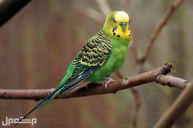 أفضل 6  أنواع الطيور  الأكثر هدوءًا للتربية (بالصور) البادجي