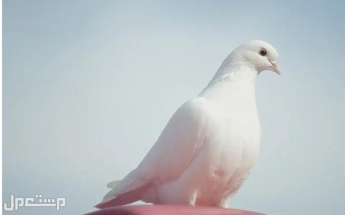 أفضل 6  أنواع الطيور  الأكثر هدوءًا للتربية (بالصور) في تونس الحمام