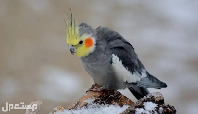 أفضل 6  أنواع الطيور  الأكثر هدوءًا للتربية (بالصور) في الأردن كوكاتيل