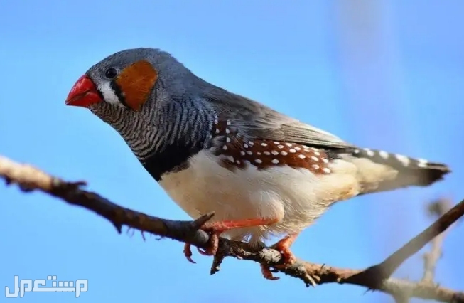 أفضل 6  أنواع الطيور  الأكثر هدوءًا للتربية (بالصور) في الأردن طائر الحسون
